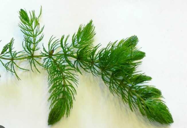 Rogatek Sztywny - roślina akwariowa