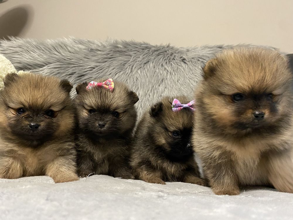 Szpic minaturowy pomeranian krycie reproduktor