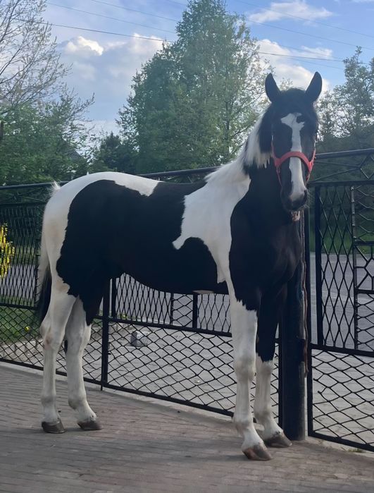 Koń wałach srokaty