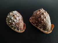 Conchas de caracol do mar Cypraecassis Rufa