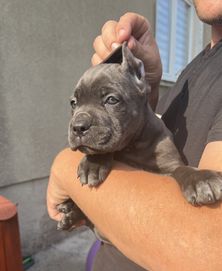 Cane Corso wzorowa suczka