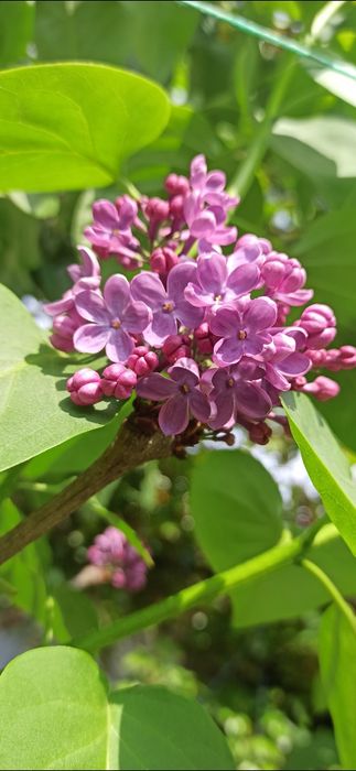 Продаю саженцы сирени.