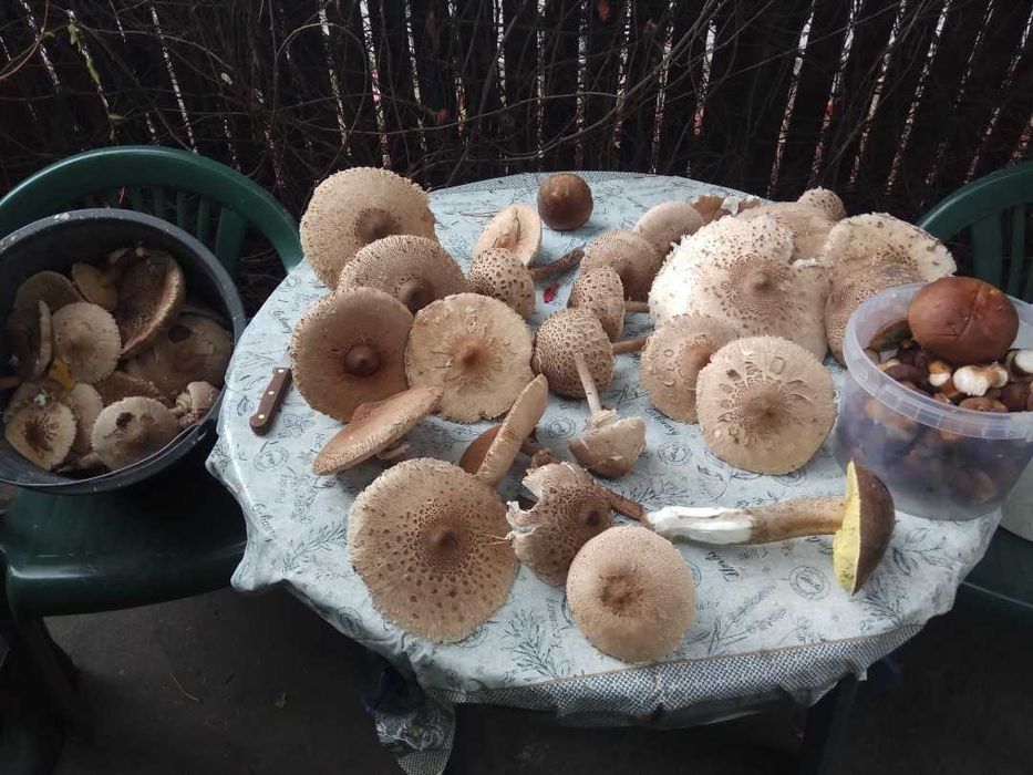 GRZYBY sowy kanie tanio