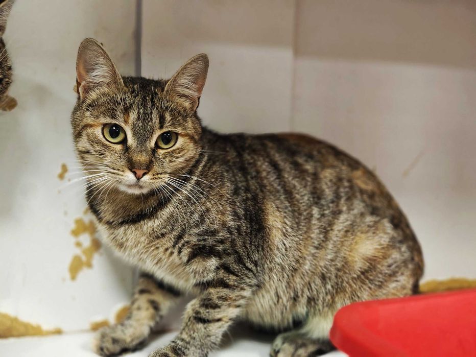 Заберіть Жасмін додому,будь ласка, це її останній шанс! Кішка 10 міс