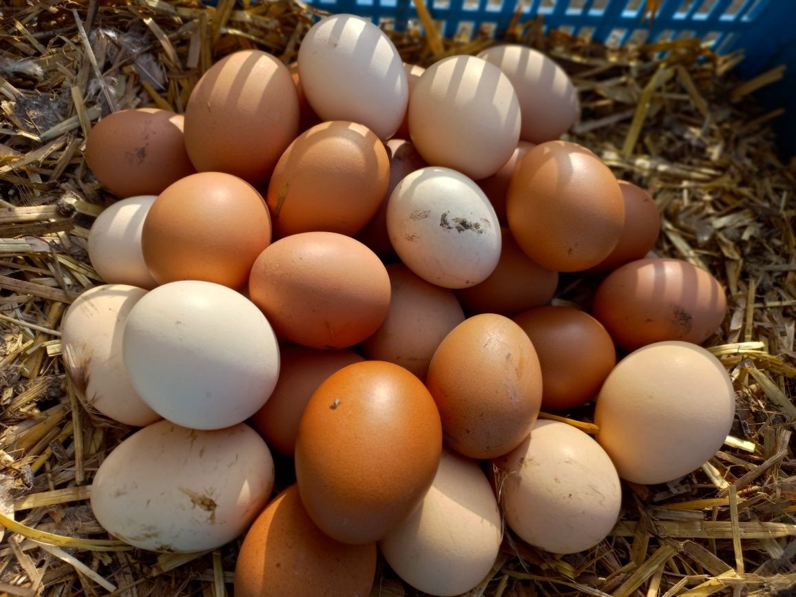 Продам домашние куриные яйца, привезу в район железнодорожного вокзала