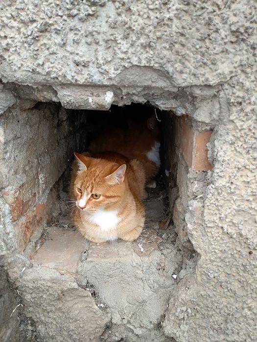 Рыжие мальчики котята подобраны к лотку приучены