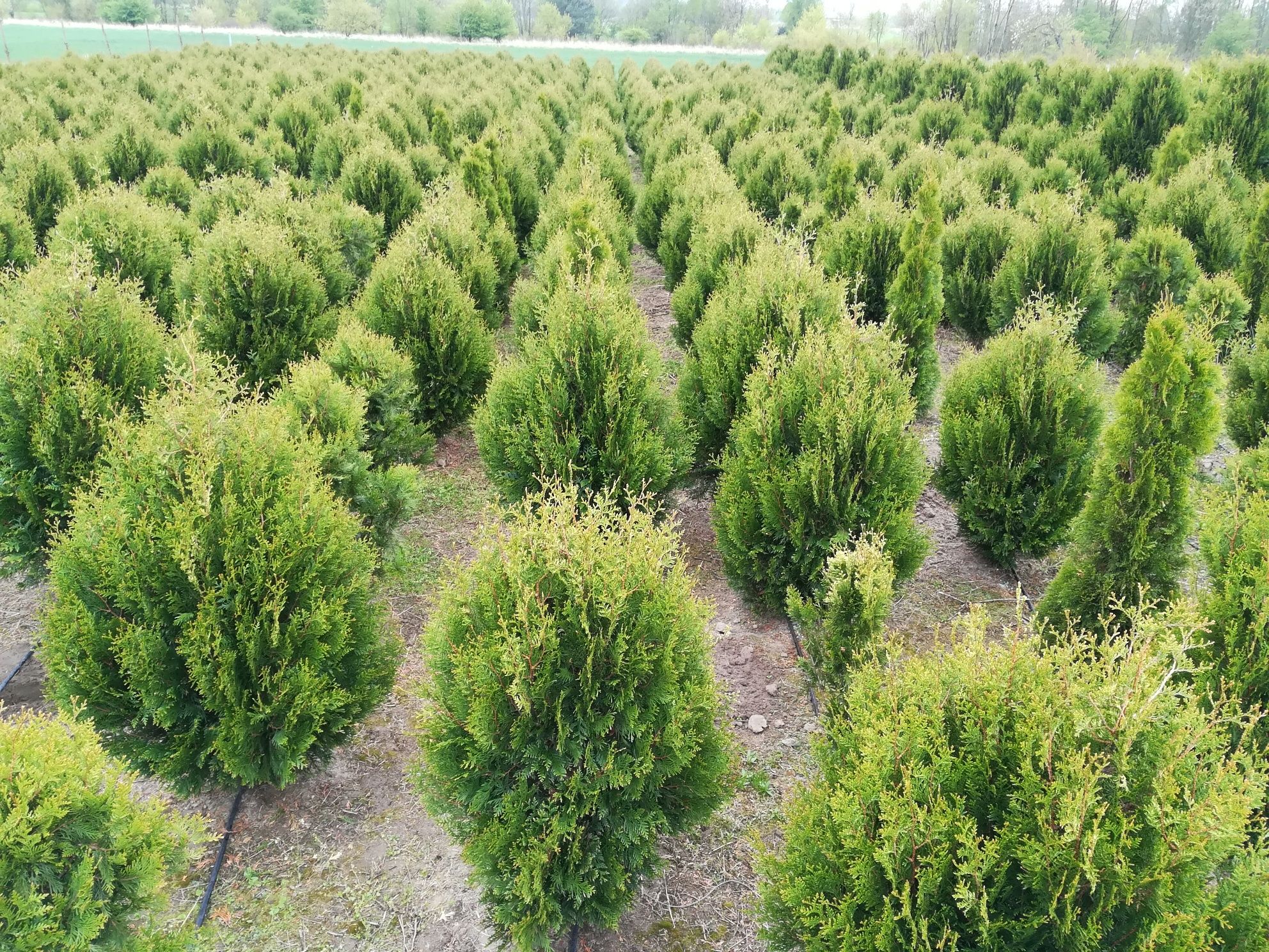 Tuja tuje szmaragd 250-280 cm. niepełna od spodu