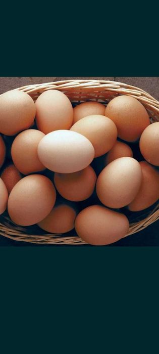 Ovos Caseiros Biológicos