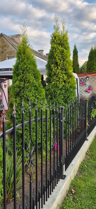 Sprzedam Tuje Ładne Duże