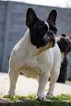 Buldog francuski zkwp