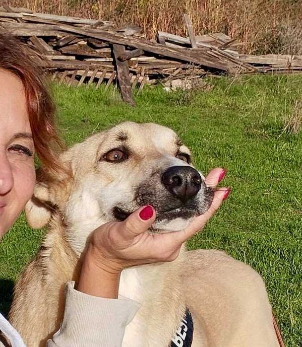 Bendżi piękny biszkoptowy pies do adopcji. Uratowany w Bułgarii