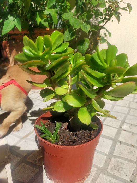Planta Jade ouCrassula Ovata