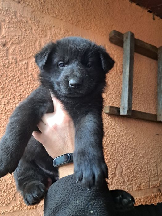 Щенята німецької вівчарки