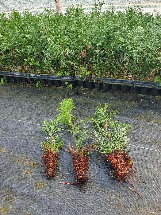 Promocja !!! Szmaragd tuja tujeczki tujki