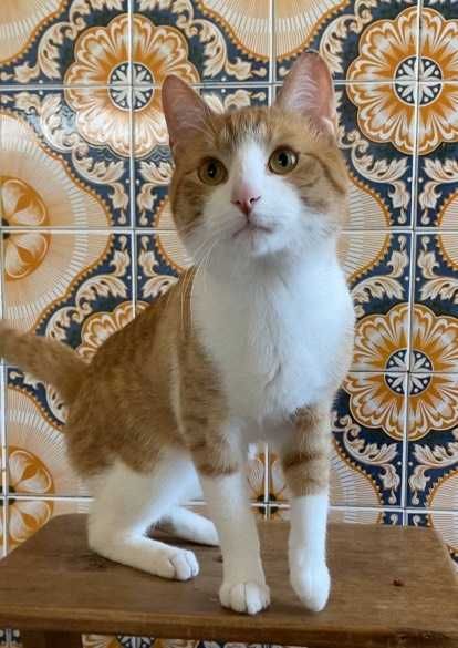 CASTRADO | Macho juvenil disponível para adoção responsável