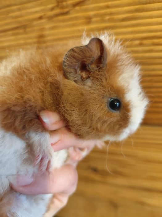 Świnka morska merino