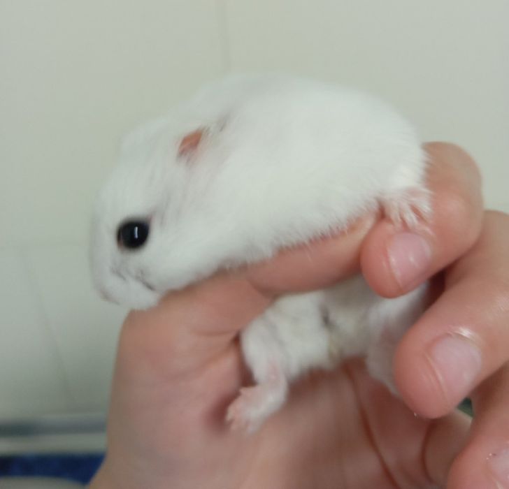 Джингарский хомячок,белоснежного окраса  10 месяцев