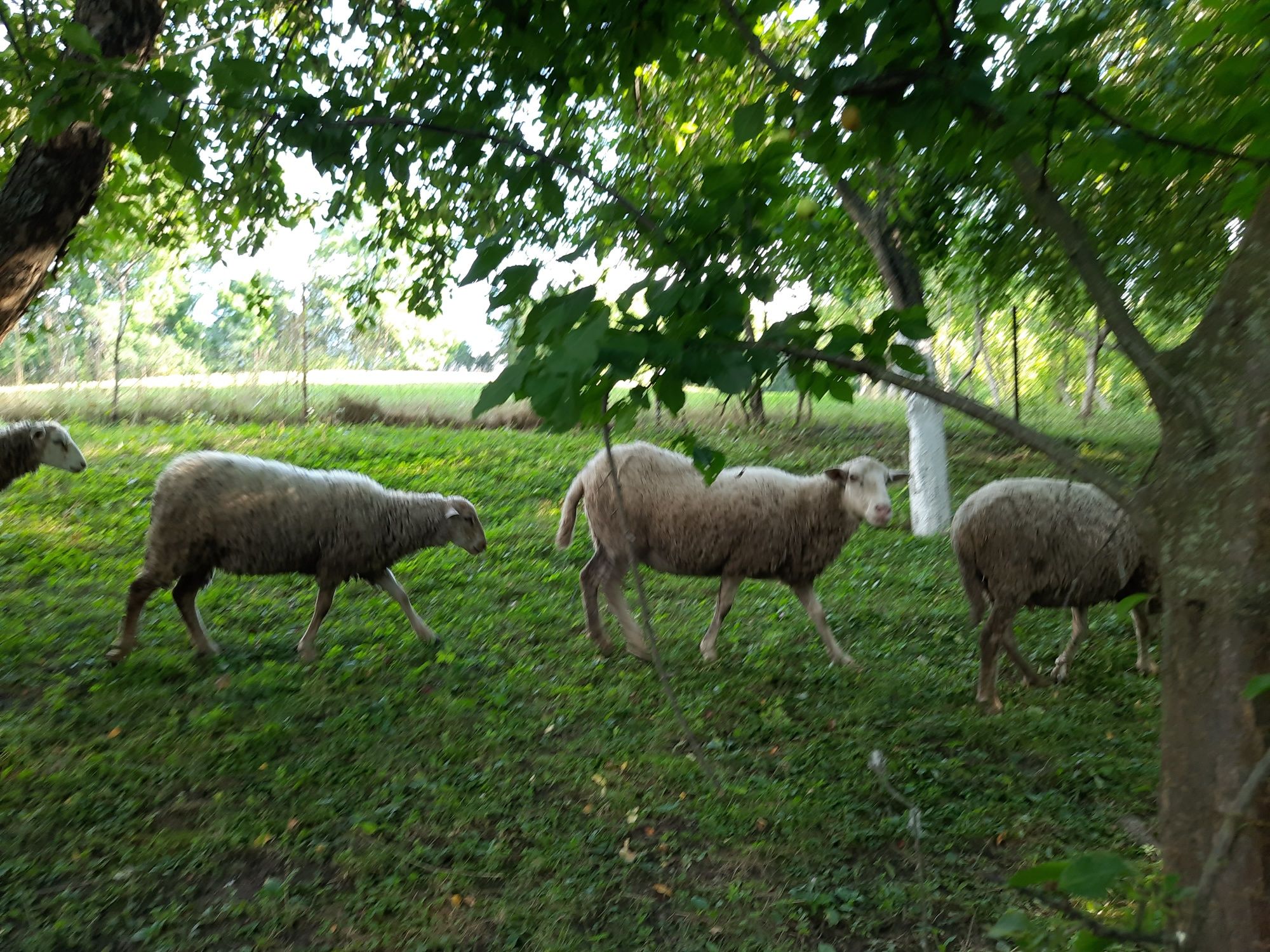 Вівці, барани, ягнята