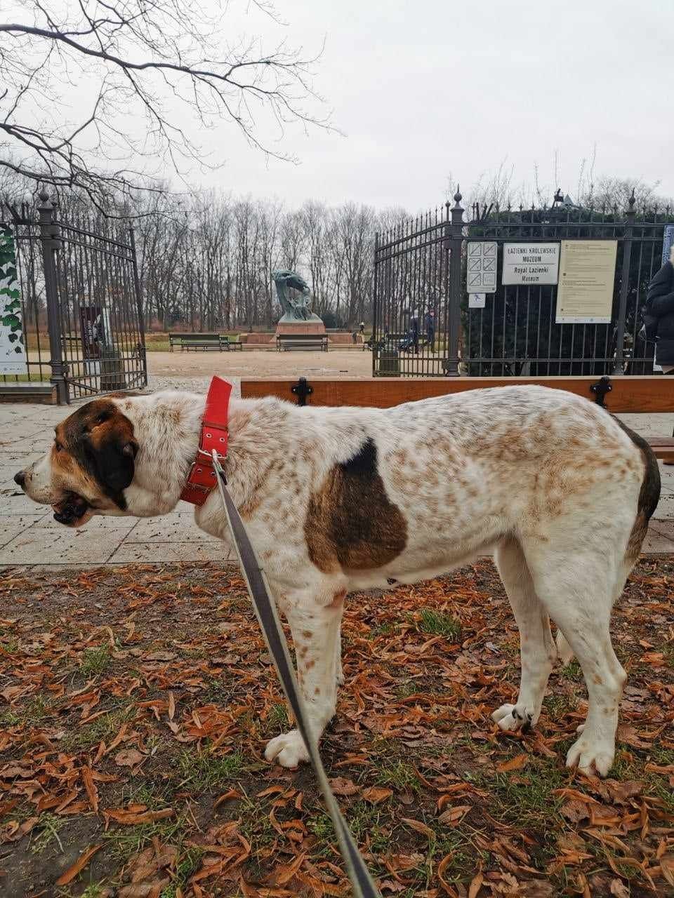 Suczka około 6 lat, po sterylizacji , chip , 55kg