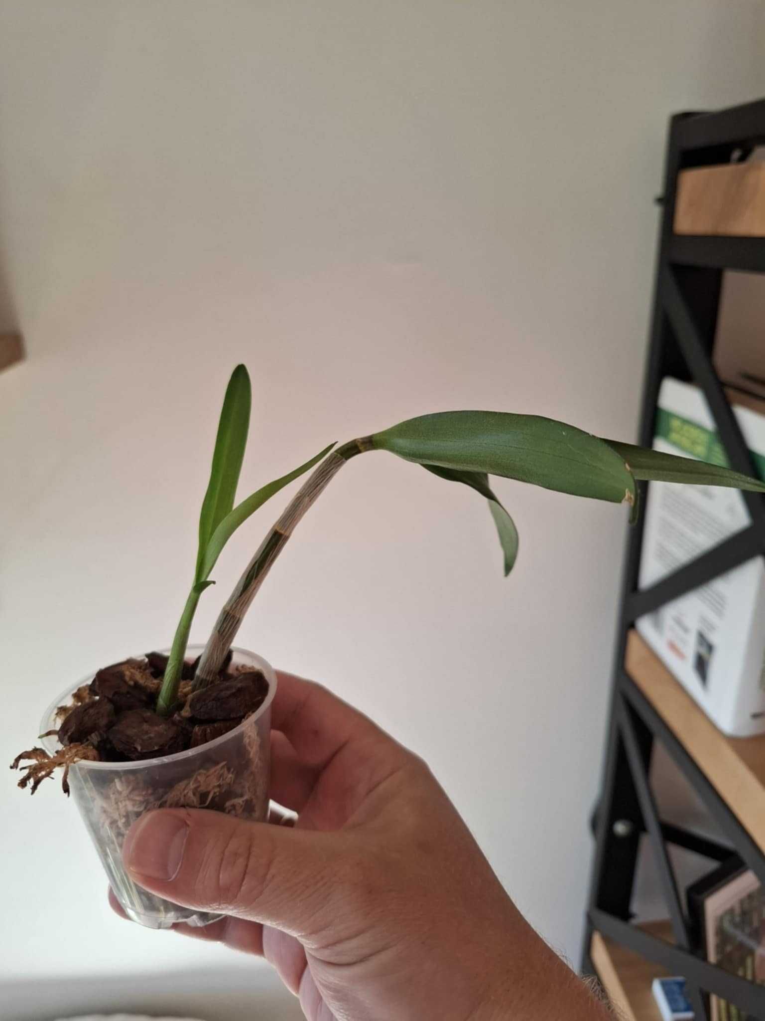 Storczyk dendrobium "Berry Oda"