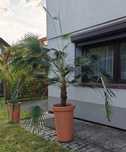 Palma, 3 metry, Washingtonia Filifera Palma Kalifornijska