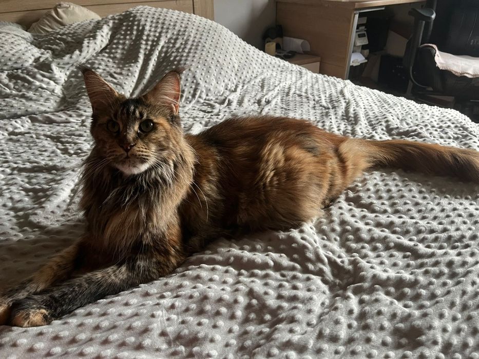 Zapowiedź miotu Maine Coon XXL – wyjątkowa para, Champion w rodowodzie