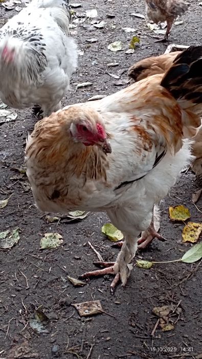 Продам курей Брама разного возраста