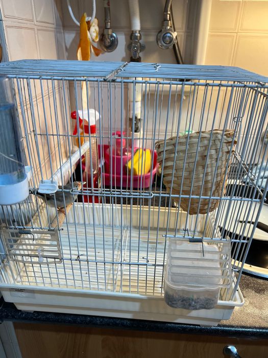 Vendo fêmea de mandarim adulta e gaiola !