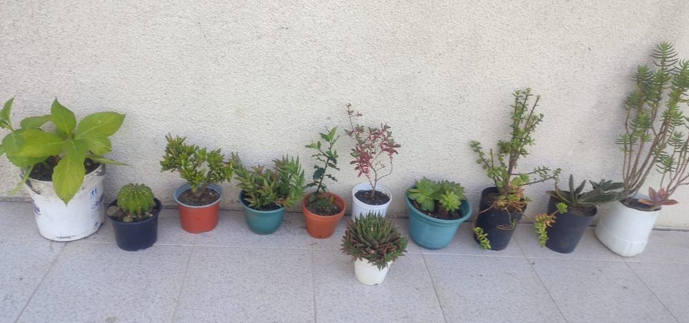 Vasos de plantas exterior