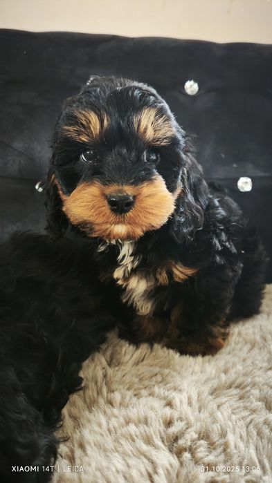 Cokapoo, cocapoo, cavapoo Gofer