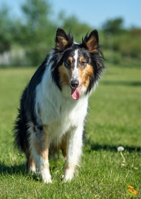 Max owczarek szkocki do adopcji