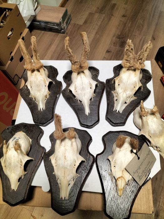 Poroża bardzo ładne 7 sztuk