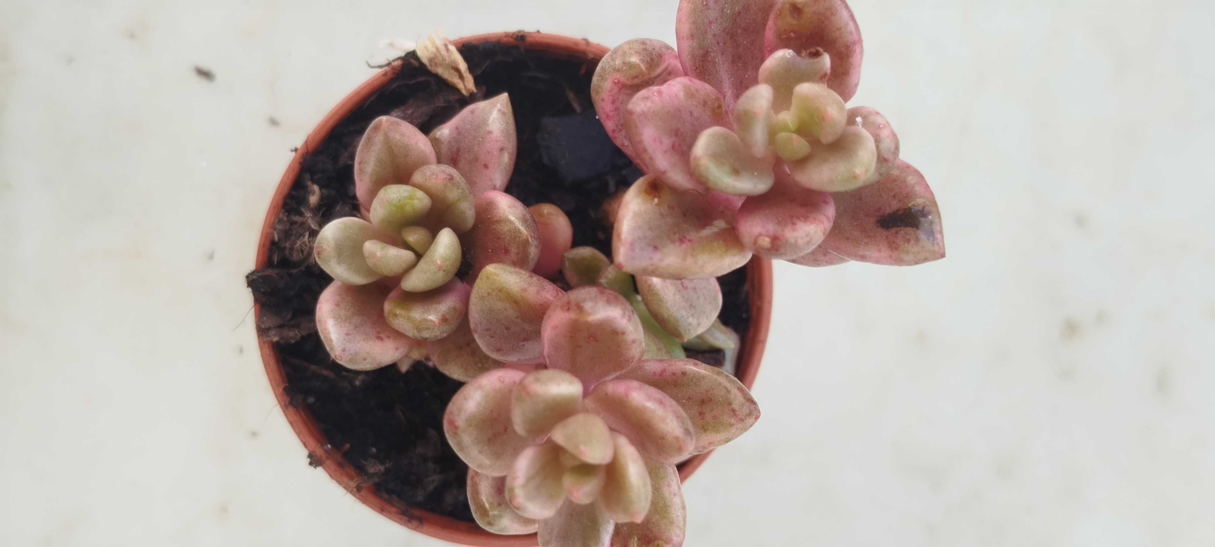 Suculenta a 1.50€