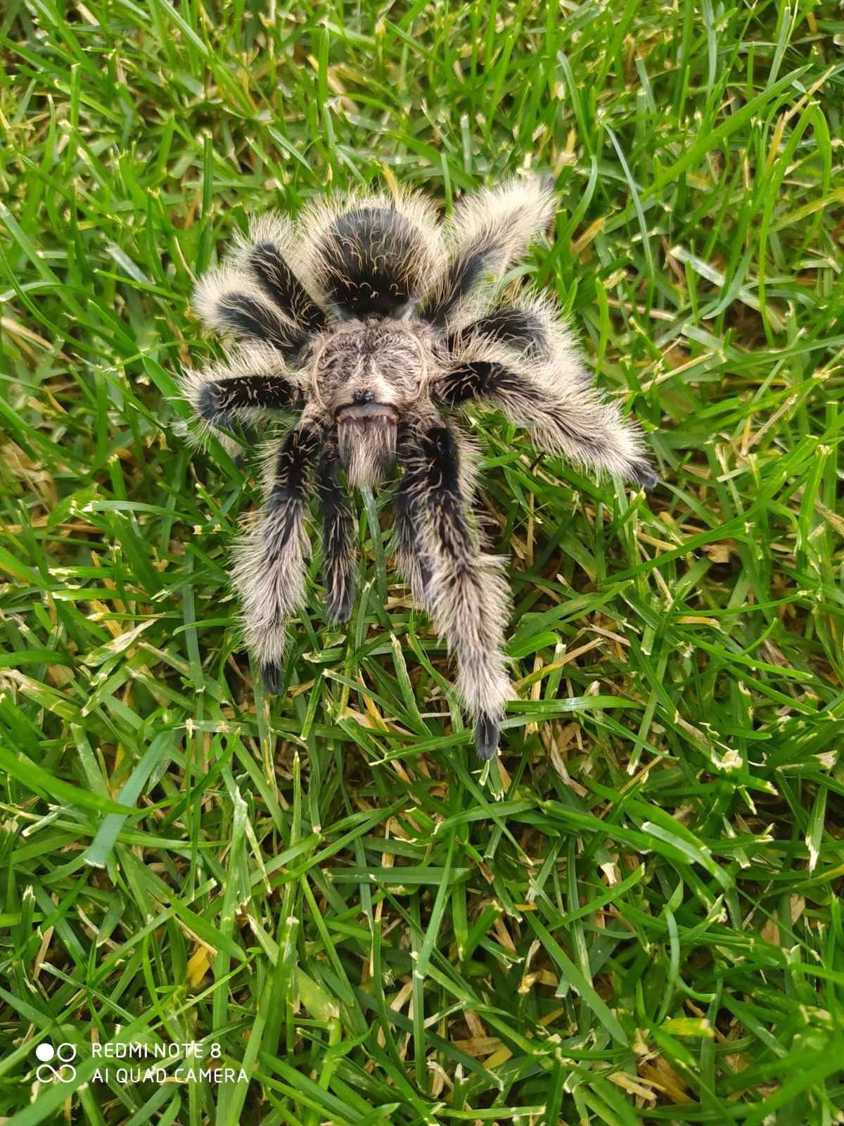 Паук Brachypelma albopilosum Nicaragua
L 1-2 -200грн 

Большой выбор п