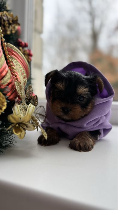 Хлопчик міні йорк