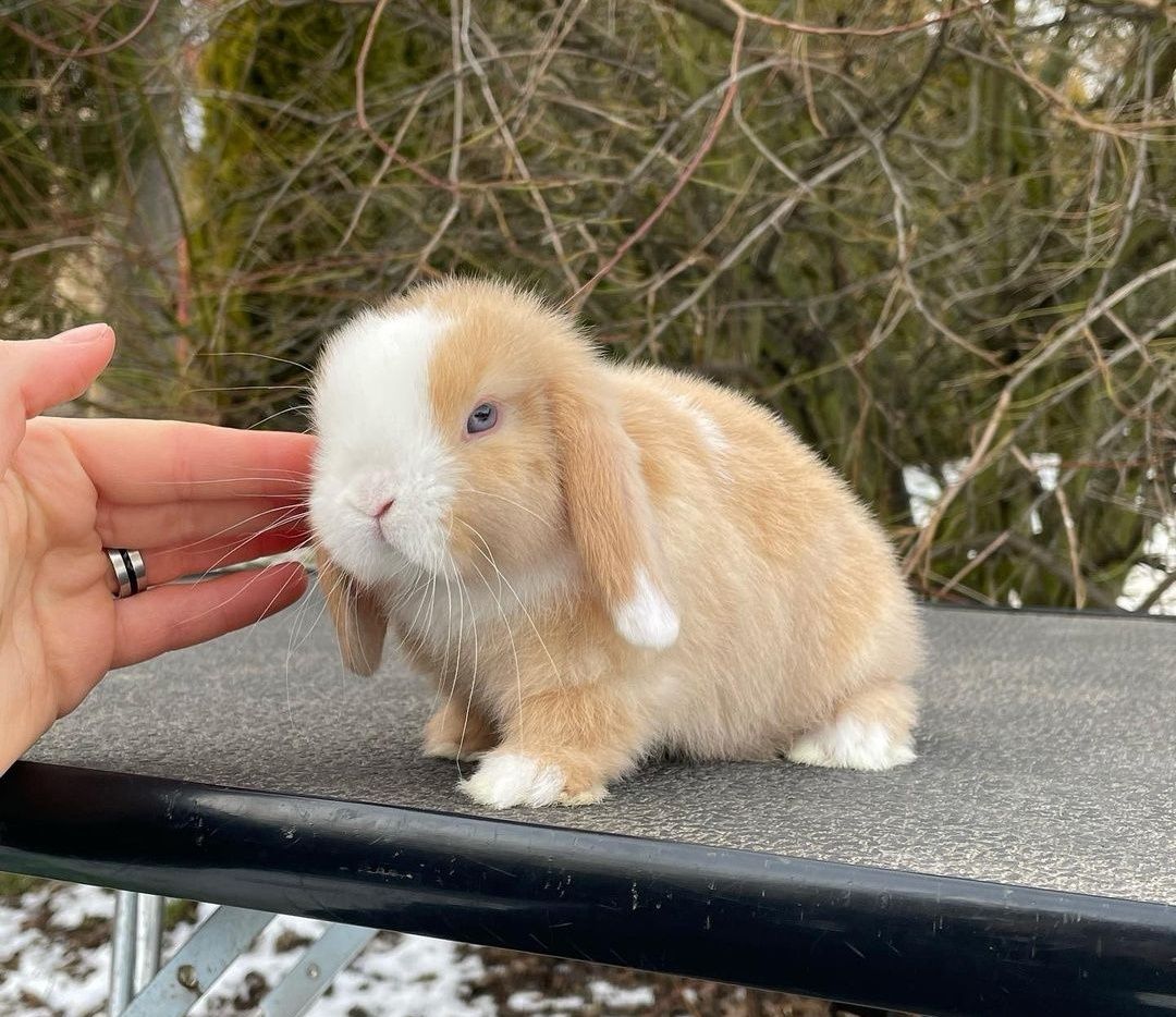 Coelhos anões orelhudos + gaiola nova + alimentação adequada