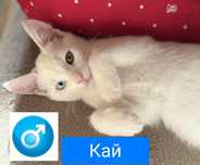 Шукаю відповідальну родину для кошенят