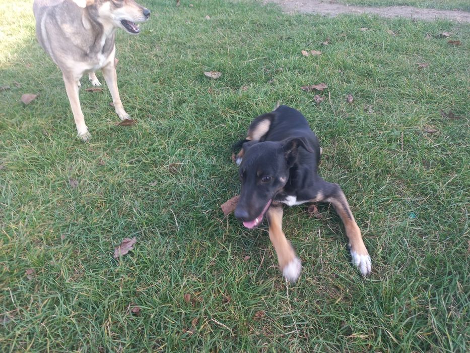 Zaczepiony i odrobaczony pies do adopcji