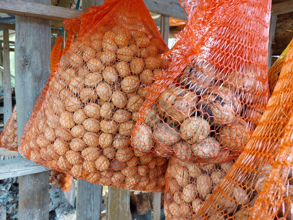 Orzechy włoskie z przydomowego sadu, zbiór 2025.