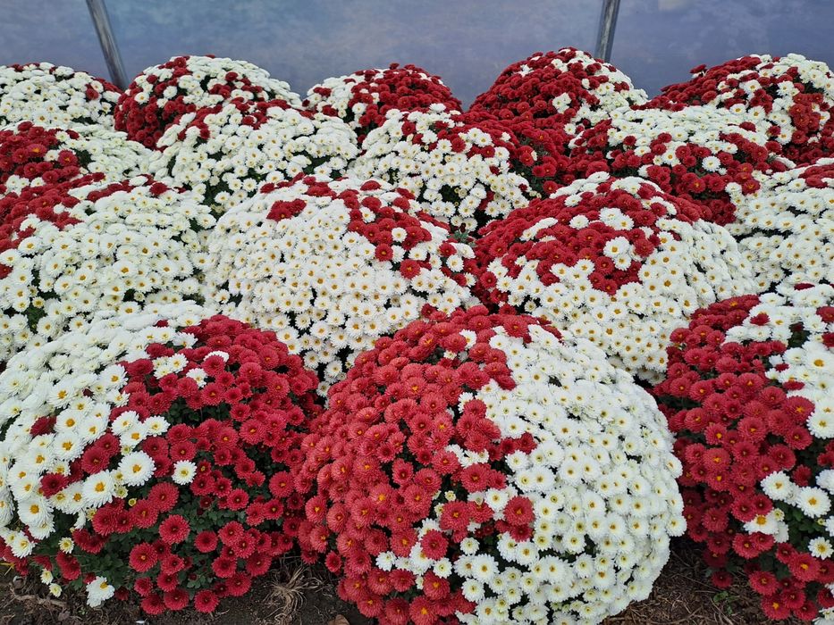 Chryzantemy drobnokwiatowe