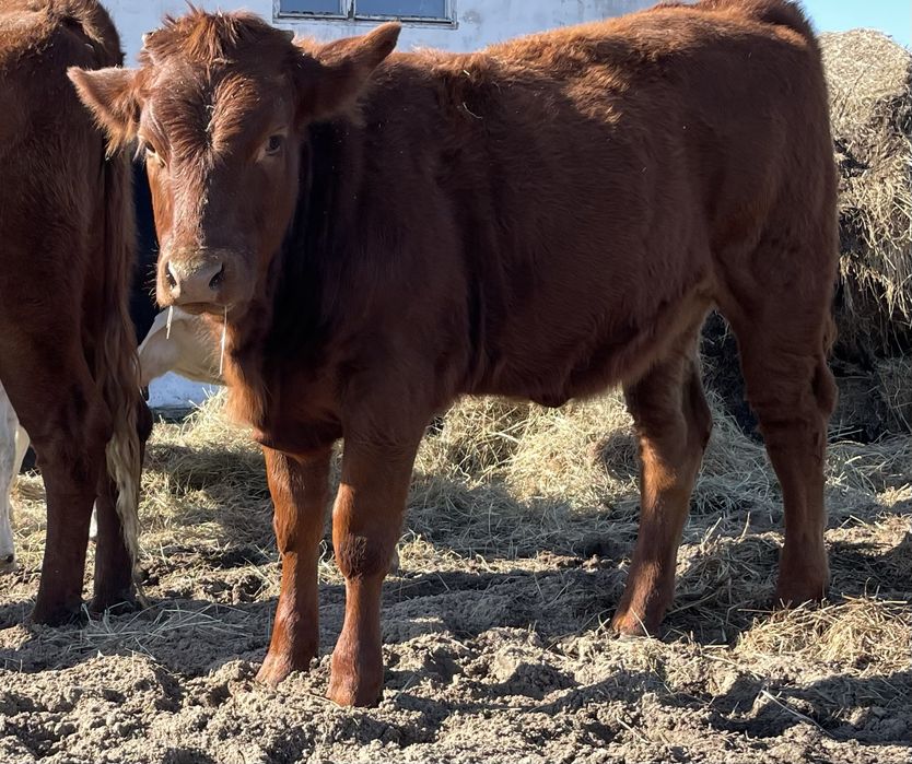 Odsady odsadki  6sztuk jałówki