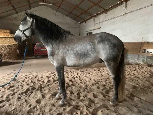 cheval lusitanien d'origine Vega