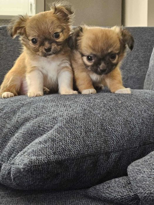CHIHUAHUA Piękny długowłosy piesek urodzony 10.09.2025 r