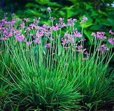 Растения для пруда Tulbaghia violacea