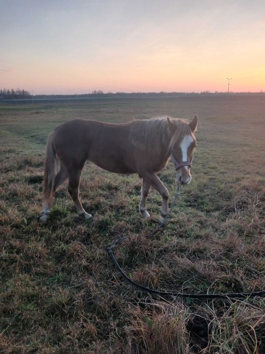 Продаю кобилку спокийну