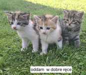 Oddam w dobre ręce