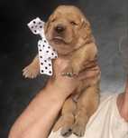 Golden retriever typ amerykanski