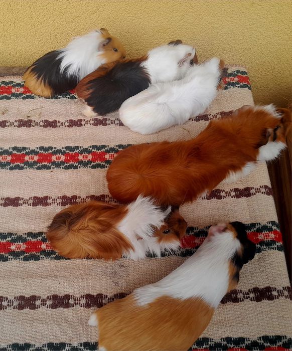 Świnki morskie. ...