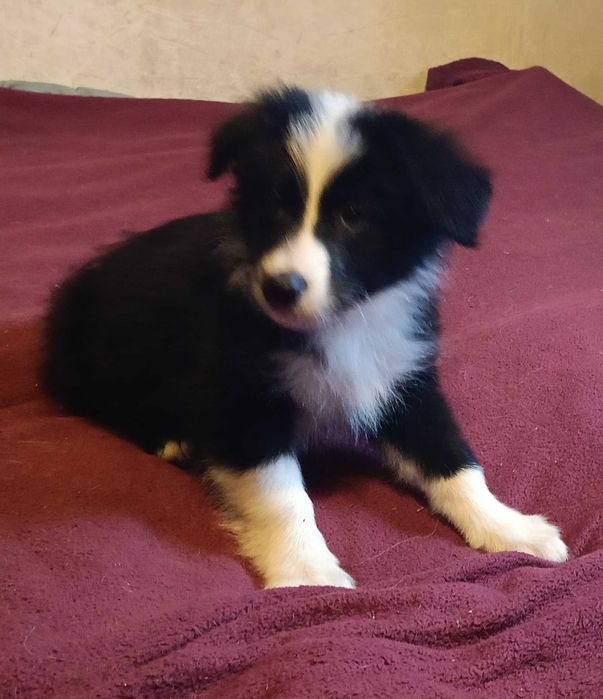 Border collie samiec