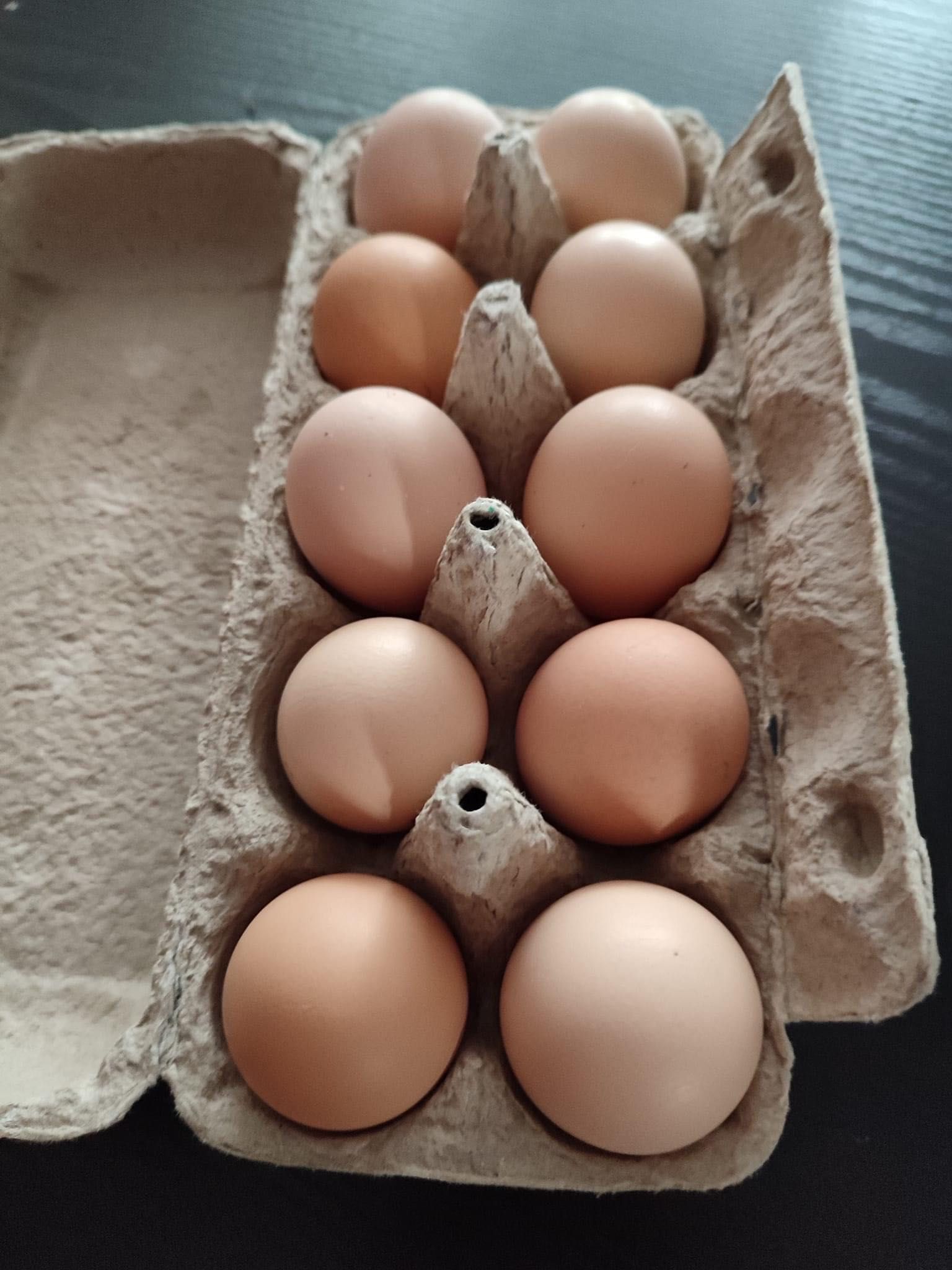 Jajka lęgowe kochin olbrzymi